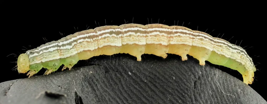 Close-up da lagarta-da-soja (Anticarsia gemmatalis) sobre uma superfície escura. A lagarta tem um corpo verde-amarelado com listras brancas e escuras que percorrem todo o seu comprimento.