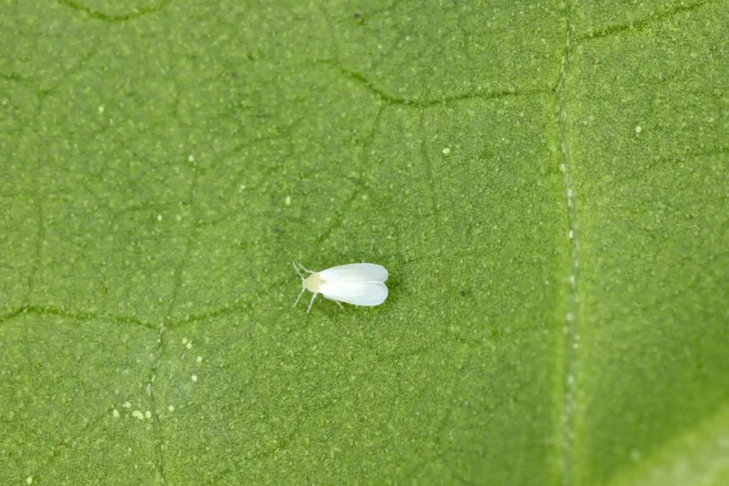 Foto macro da mosca-branca (Bemisia tabaci). O pequeno inseto, de corpo e asas brancas, está sobre a superfície de uma folha.