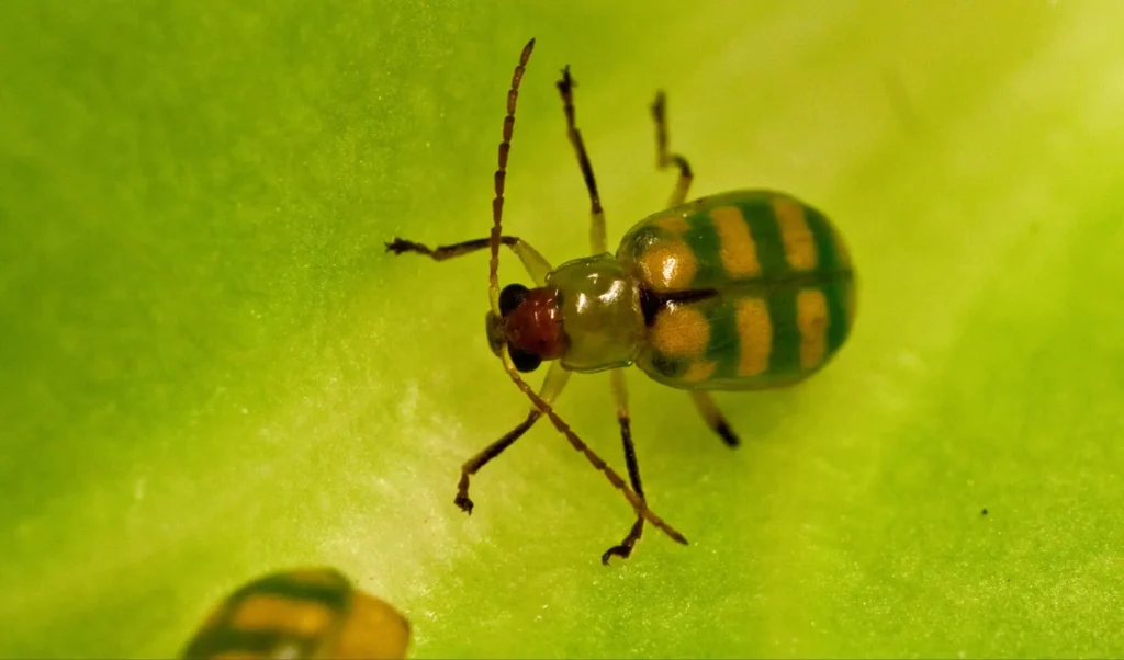 Foto macro da vaquinha-verde-amarela  (Diabrotica speciosa) sobre uma folha.